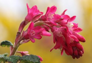 Zierjohannisbeerenblüte